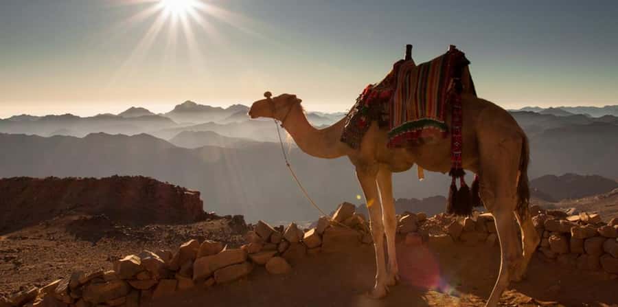 Hurghada: Quad Bike, Sea, Camel, Safari, Stargazing & Dinner - Stargazing with telescopes: the payoff moment of the night
