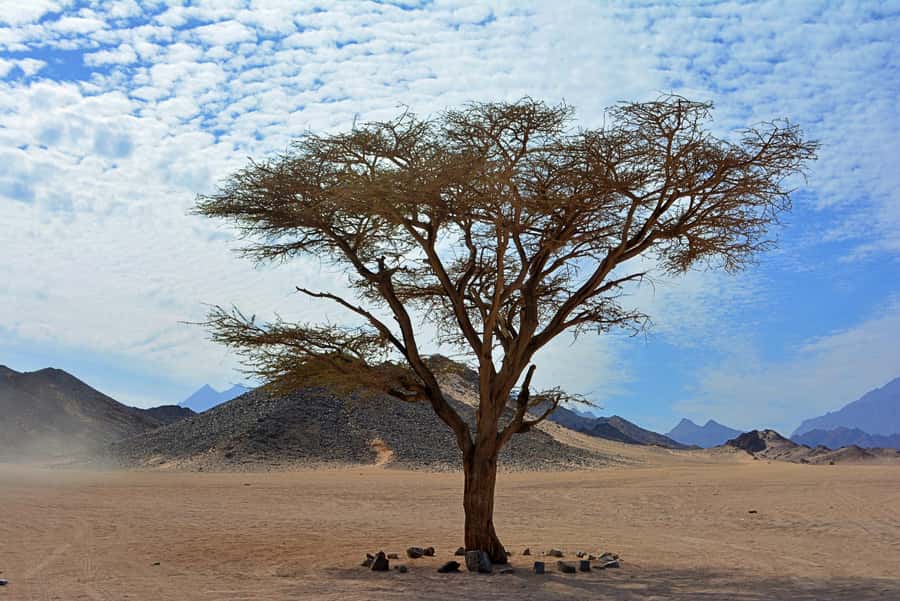 Hurghada: Safari Jeep & Camel Ride with BBQ Dinner & Show - Tanoura dance show: the fun, traditional finish