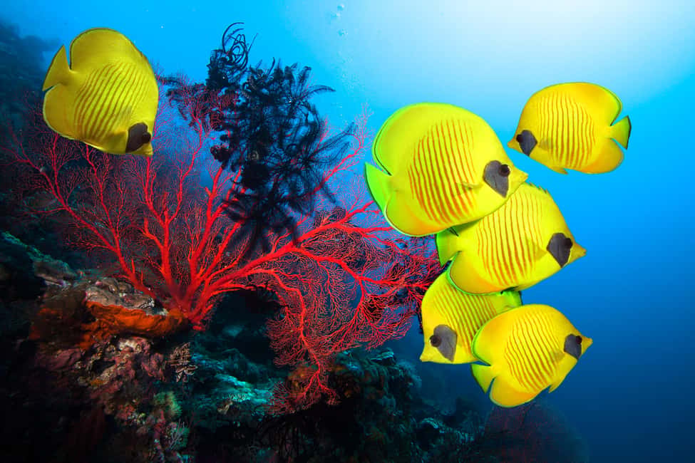 Hurghada: Scenic Submarine Tour with Snorkeling and Transfer - Timing Options: Morning vs. Afternoon Tours