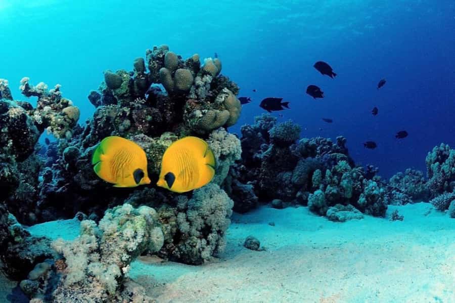 Hurghada: Scuba Diving cruise with lunch & pickup - Second stop, lunch on board, and the return to shore