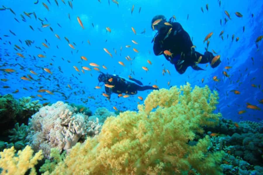 Hurghada: Scuba Diving cruise with lunch & pickup - Price and value: is $40 actually a good deal?