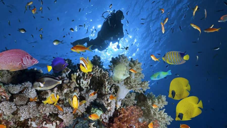 Hurghada: Scuba Diving cruise with lunch & pickup - Small gotchas: session count, group size, language, and photo sales