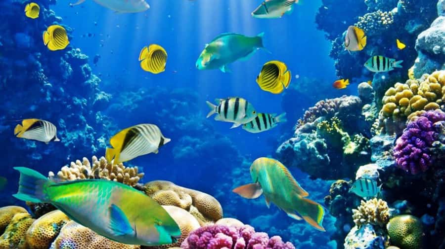 Hurghada: Scuba Diving cruise with lunch & pickup - Who should book this Hurghada cruise (and who should skip it)