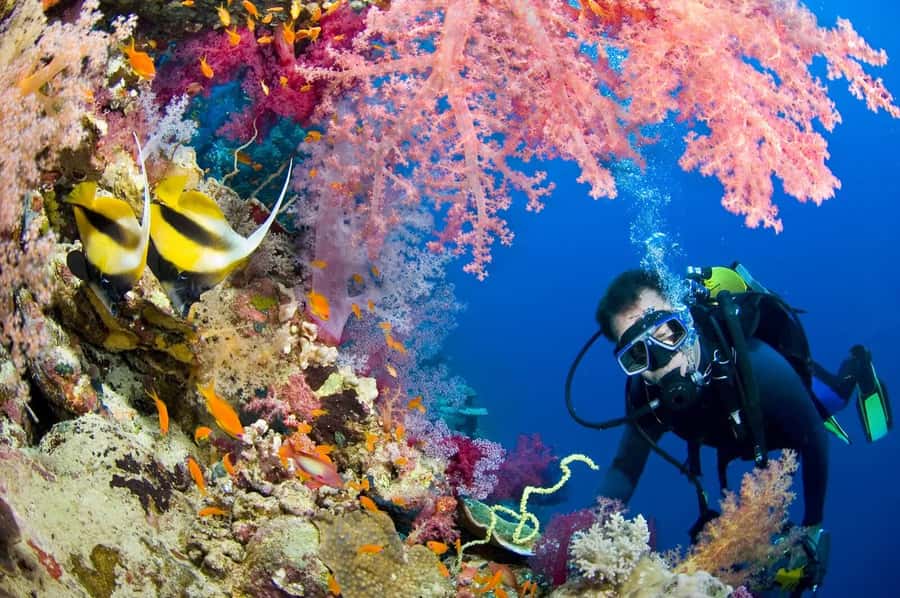 Hurghada Scuba Diving Trip with Pick-up, Lunch - Who Should Book This Trip (and Who Might Want to Choose Another Option)