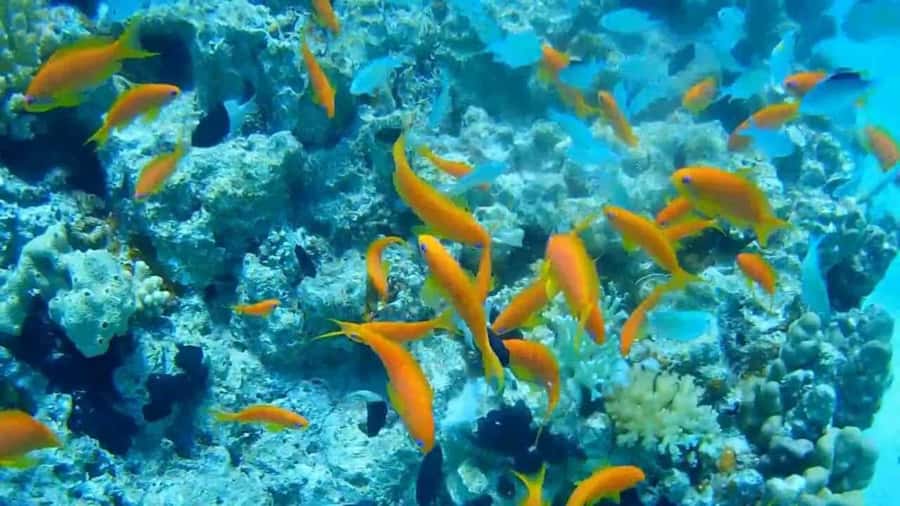 Hurghada Scuba Diving Trip with Pick-up, Lunch - Snorkeling and Swimming Time: The Best Option When You Want Less Pressure