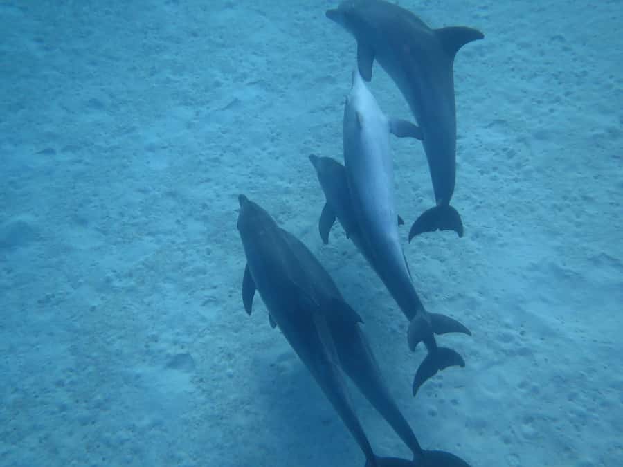Hurghada Scuba Diving Trip with Pick-up, Lunch - Price and Value: Is $68 a Good Deal for a Full Water Day?