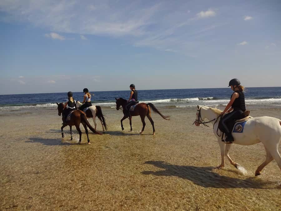 Hurghada: Sea & Desert Horse Tour, Stargazing, Dinner & Show - Sunrise to Dinner: The Evening Show, Food, and Telescope Reality Check