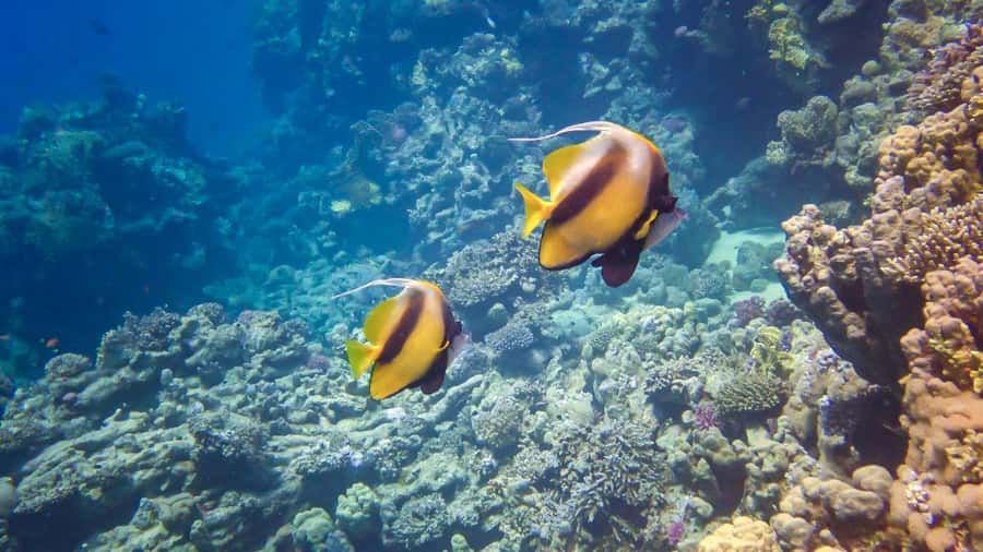 Hurghada: Snorkelling Trip by Speedboat with Hotel Pickup - Stop One: Magawish Island Snorkelling and That First Coral Hit