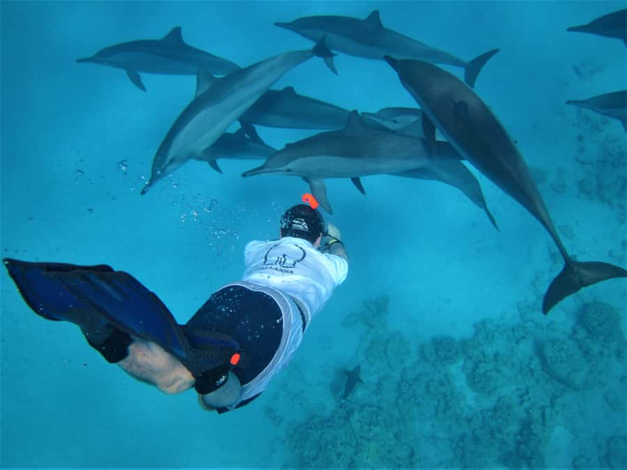 Hurghada: Speedboat Dolphin Watching & Snorkeling with Lunch - Hurghada speedboat start: pickup to sea in a few smooth steps