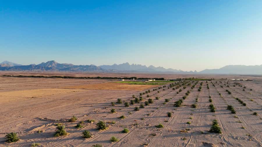Hurghada: Star Stargazing Desert Adventure by Jeep & Dinner - Dinner in the Desert: What You Actually Eat