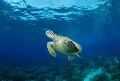 Hurghada: Turtle Bay Speedboat Tour with Snorkeling - Pickup, Harbor Check-In, And The Private-Group Flow