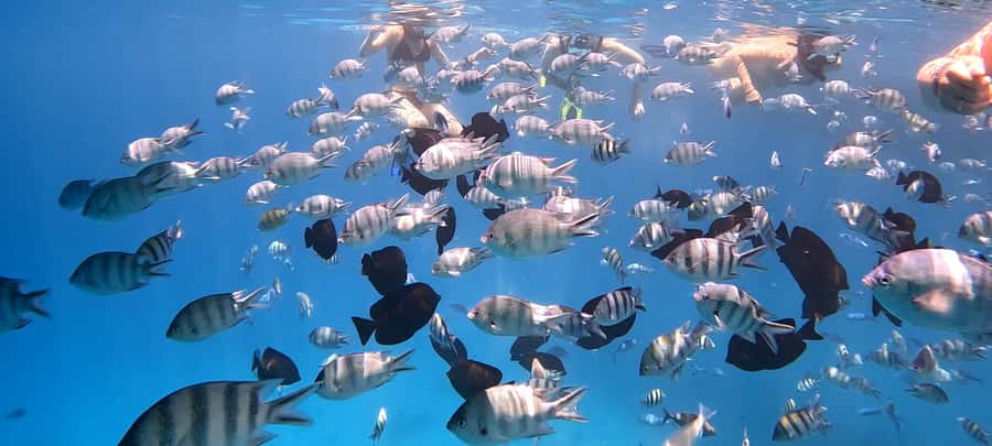 Hurghada: White Island Speedboat Tour, Snorkeling, & Lunch - Price and value: what $180 per group up to 2 really covers