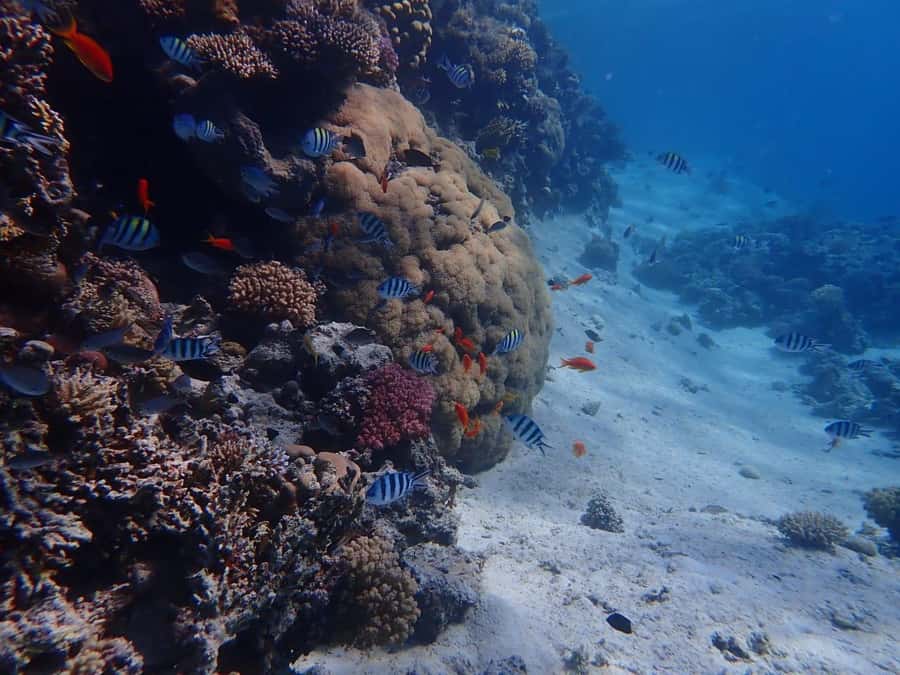 Hurghada: Yacht trip To Magawish island w Snorkeling & Lunch - Key highlights you’ll care about