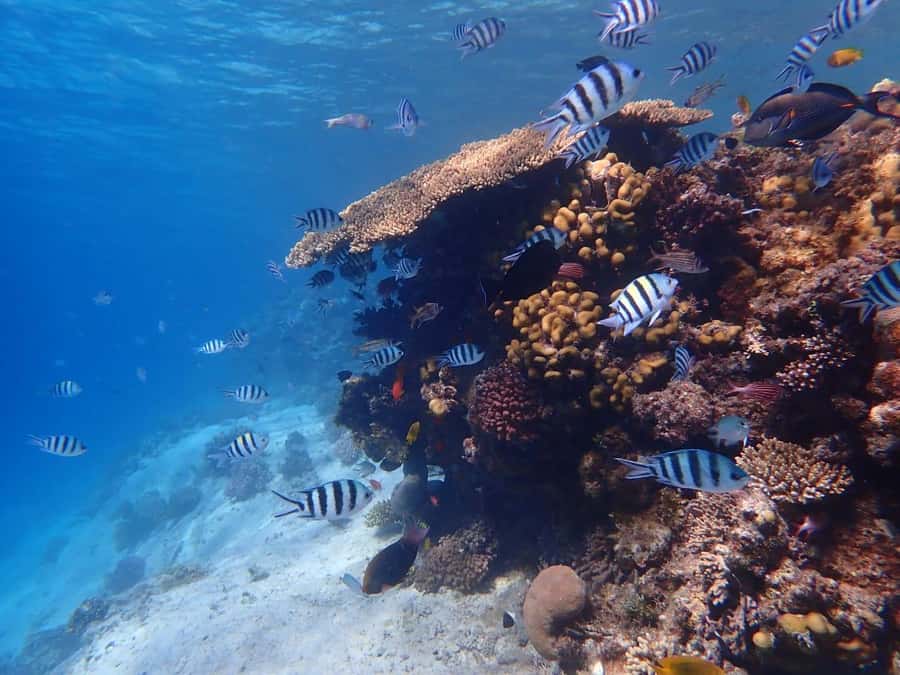 Hurghada: Yacht trip To Magawish island w Snorkeling & Lunch - How this day feels in real life: yacht pacing, then island time