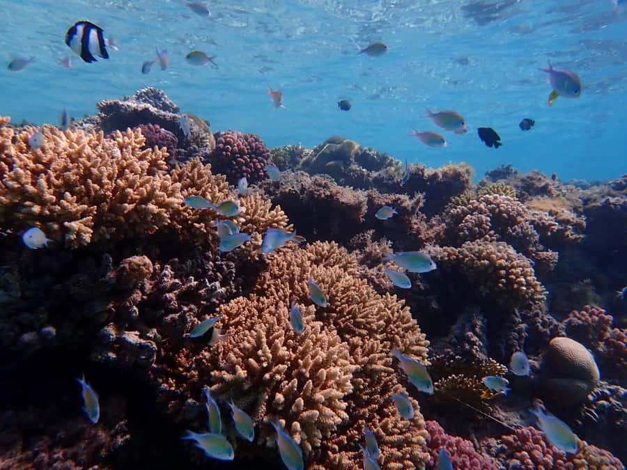 Hurghada: Yacht trip To Magawish island w Snorkeling & Lunch - Two guided snorkeling stops: why the timing is built well