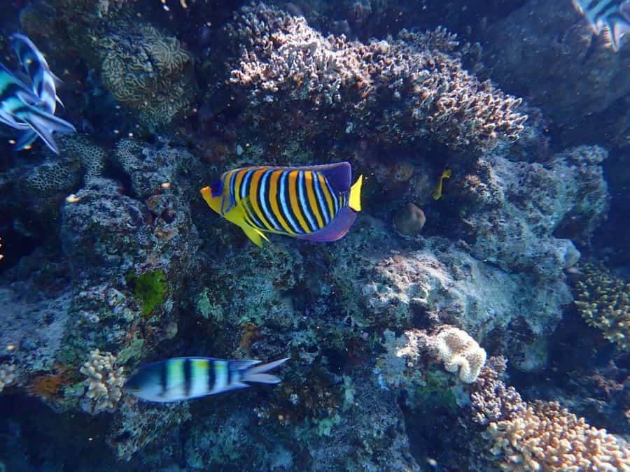 Hurghada: Yacht trip To Magawish island w Snorkeling & Lunch - Price and value: why $41 can feel fair for what’s included