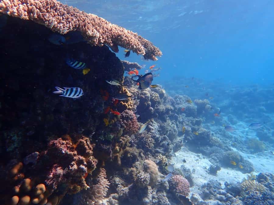 Hurghada: Yacht trip To Magawish island w Snorkeling & Lunch - Getting to the harbor: pickup timing and the meeting point matter