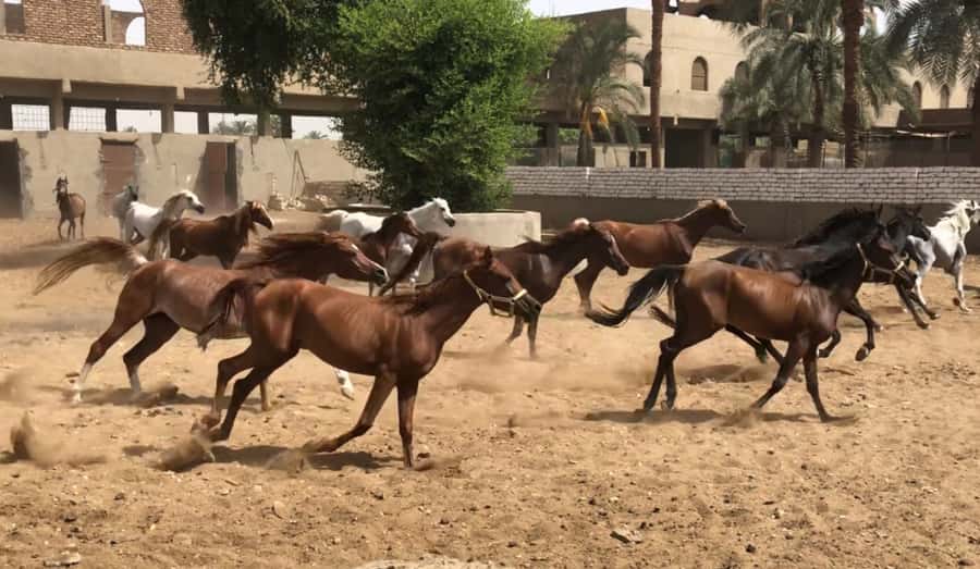 Luxor: Farm Tour 30 Hectares(Breakfast With Arabian Horses) - Key Things to Know Before You Go
