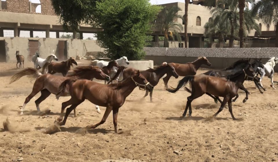 Luxor: Farm Tour 30 Hectares(Breakfast With Arabian Horses) - Who This Tour Suits Best (and Who Might Skip)