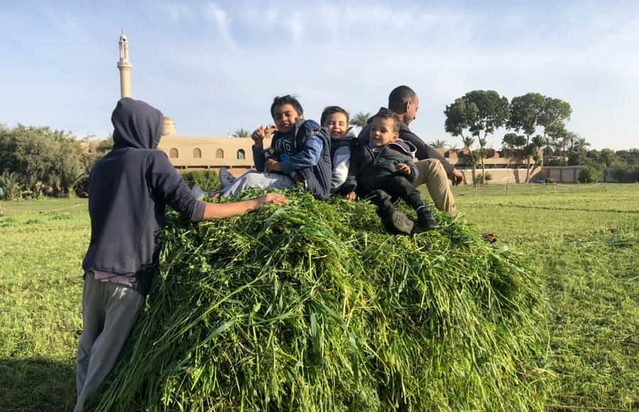 Luxor: Farm Tour 30 Hectares(Breakfast With Arabian Horses) - Getting There: Pickup, River Crossing, and a Real 2-Hour Time Block