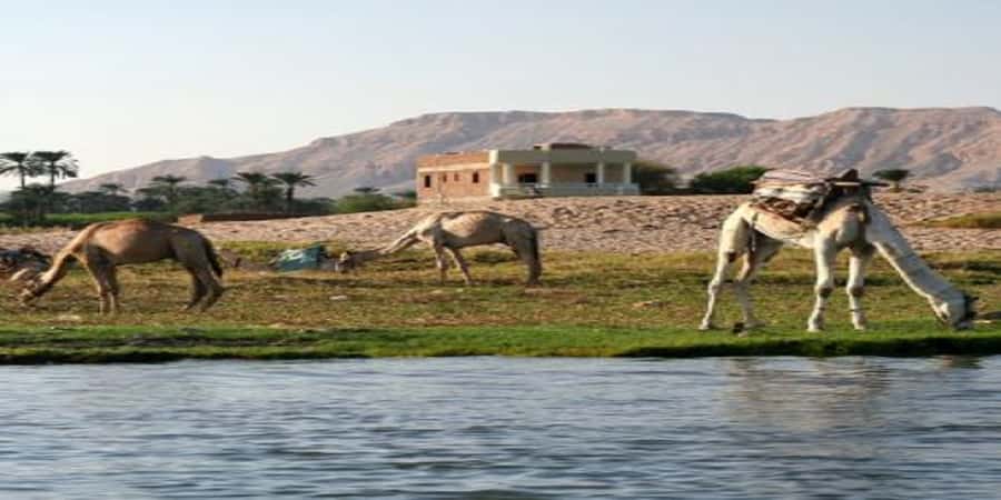 Luxor: Scenic Camel or Horse Ride - Key highlights worth knowing