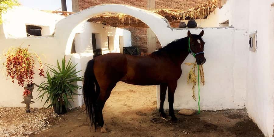 Luxor: Scenic Camel or Horse Ride - Who this Luxor camel or horse ride is best for