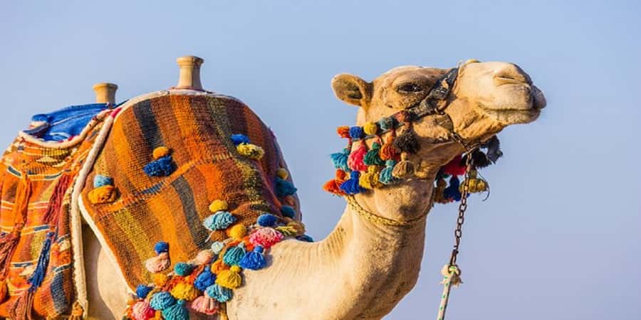 Luxor: Scenic Camel or Horse Ride - How the full 90 minutes typically works