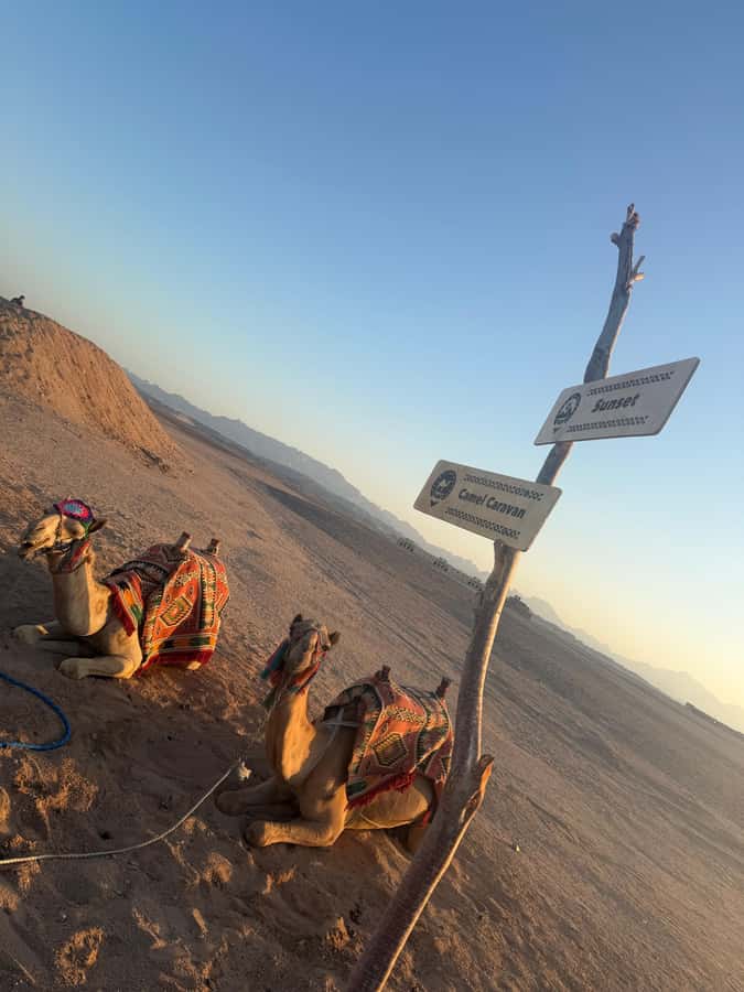 Makadi Bay: BADU Luxury Bedouin Dinner Experience & Stargaze - Getting There by Limousine: Hotel Pickup, Transfer Timing, and What to Expect