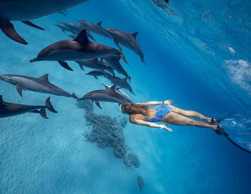 Marsa Alam: Dolphin House Adventure at Shaab Samadai Reef - Key things to know before you go