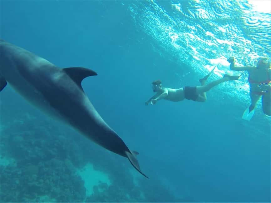 Marsa Alam: Dolphin House Adventure at Shaab Samadai Reef - Who should go (and who should skip it)