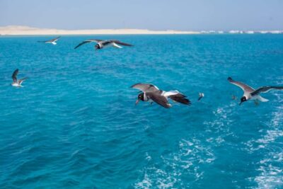 Marsa Alam: Dolphin House Adventure at Shaab Samadai Reef - Getting from Marsa Alam to the boat: pickup is part of the value