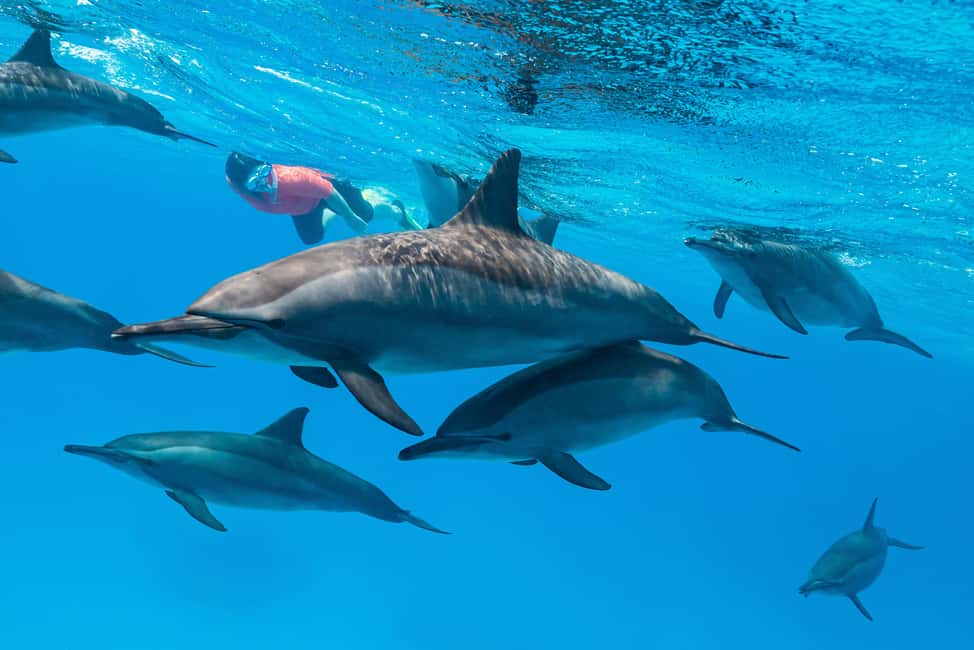 Marsa Alam: Dolphin House Adventure at Shaab Samadai Reef - First snorkeling session: gear provided, guide leading, time well used