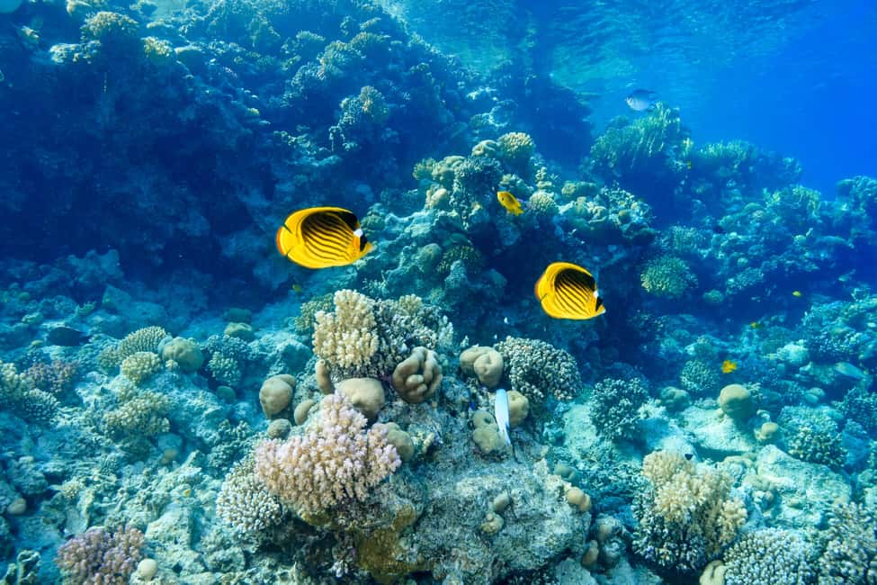 Marsa Alam: Dolphin House Adventure at Shaab Samadai Reef - Lunch and downtime on the Red Sea: a real break, not just a snack