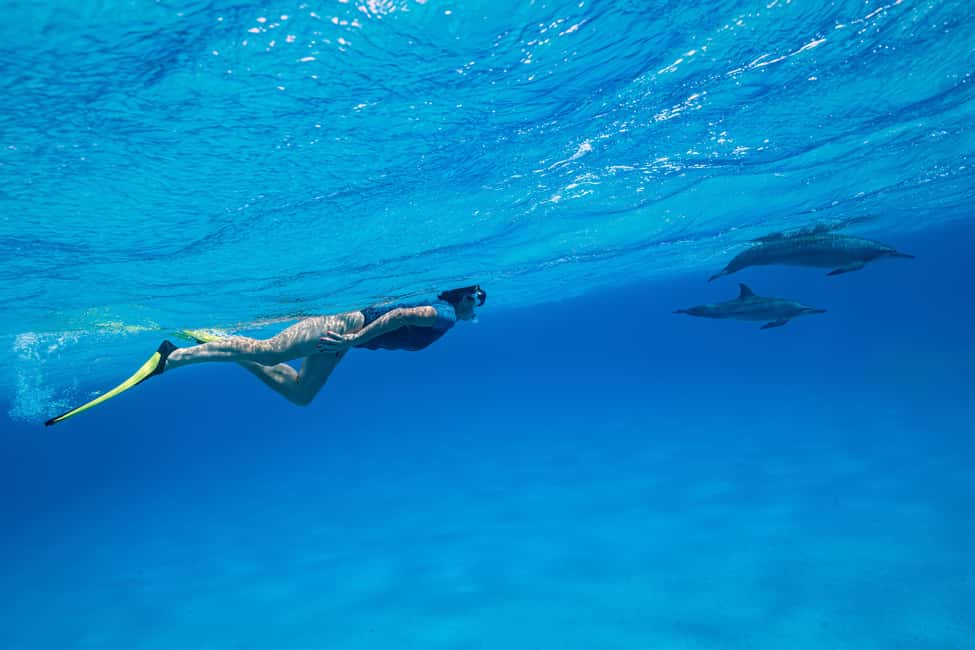 Marsa Alam: Dolphin House Adventure at Shaab Samadai Reef - Price and value: what $69 per person really buys you