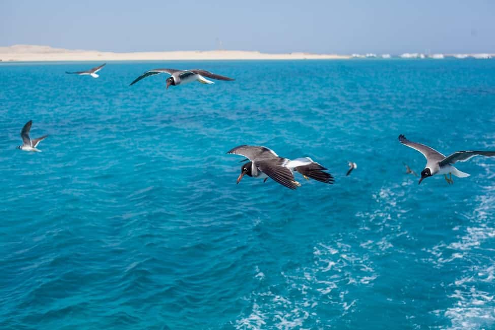 Marsa Alam: Hamata Island Snorkeling Trip with Lunch - Hamata Island National Park reefs: what you’ll see around the Virgin Islands
