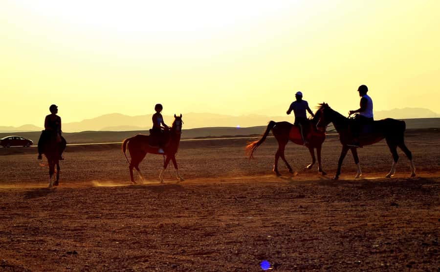 Marsa Alam: Sea and Desert Horse Riding Tour - VIP 4-hour riding: the sea swim with your horse (and how to plan it)