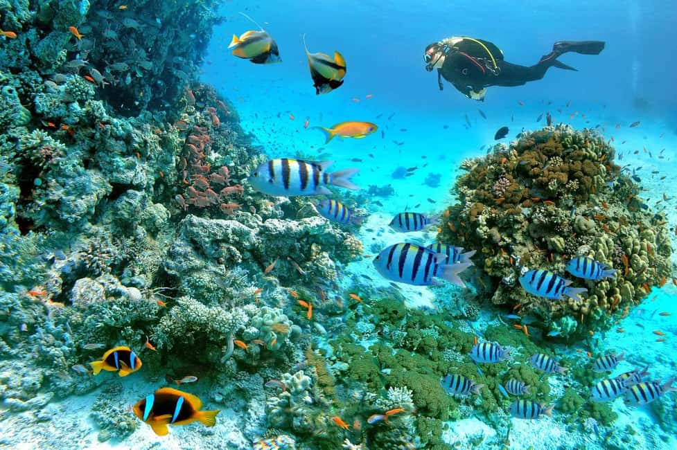 Marsa Alam: Snorkeling with Sea Turtles Marsa Mubarak - Key things I’d watch for before you go