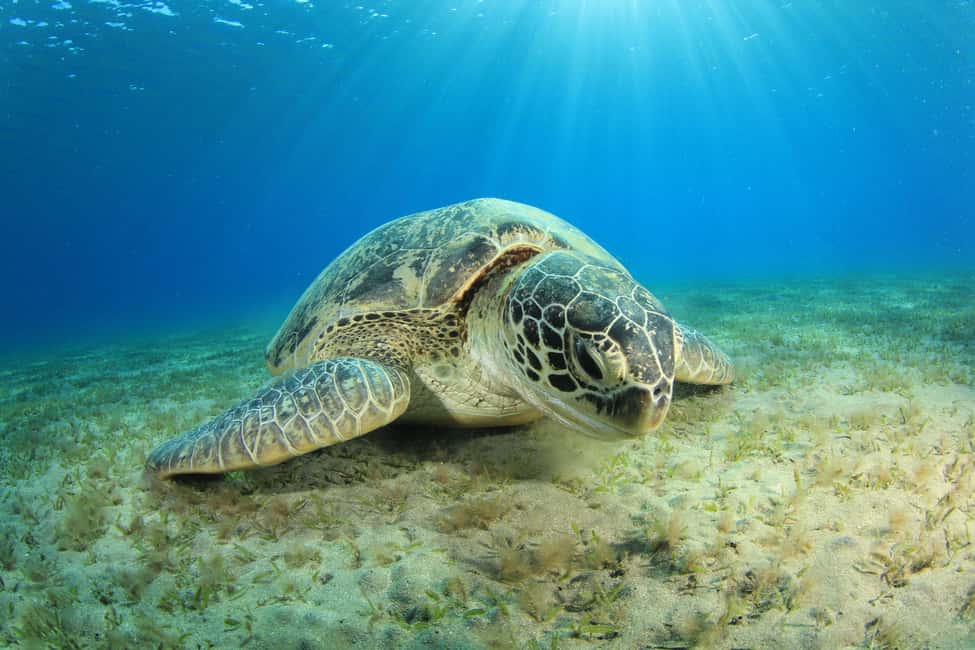 Marsa Alam: Snorkeling with Sea Turtles Marsa Mubarak - Sea Turtle Encounters: What You Can Expect (and How to Make Them Happen)