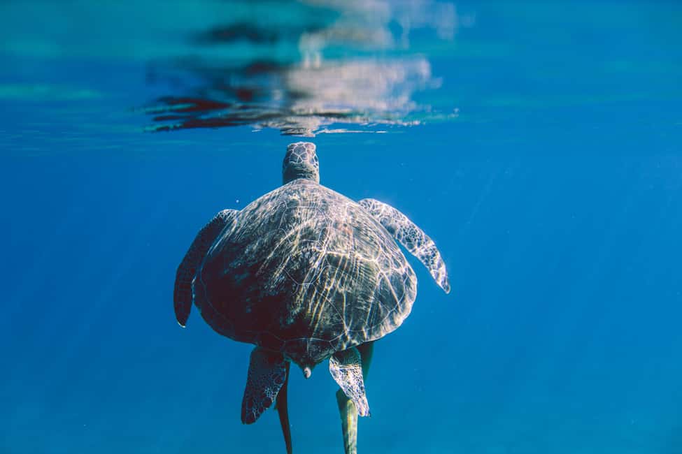 Marsa Alam: Snorkeling with Sea Turtles Marsa Mubarak - What’s Included in the Price (and What Costs Extra)