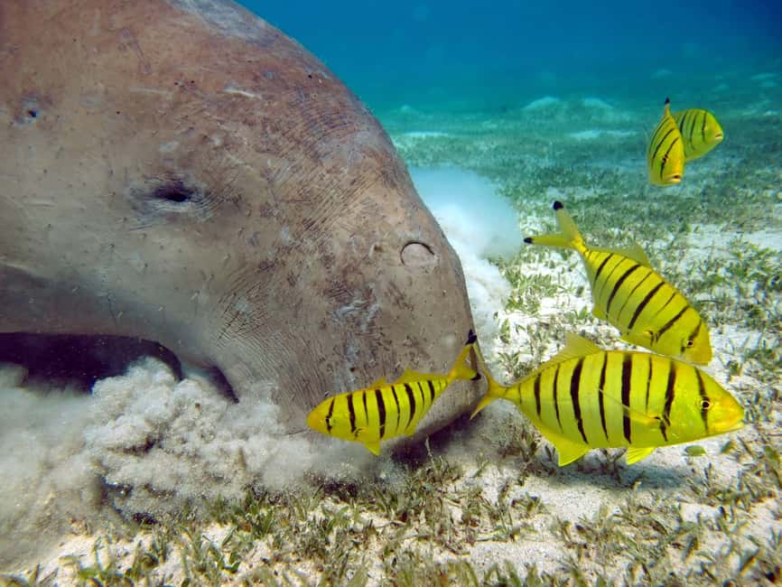 Marsa Alam: Snorkeling with Sea Turtles Marsa Mubarak - Small Practical Tips That Make the Day Smoother