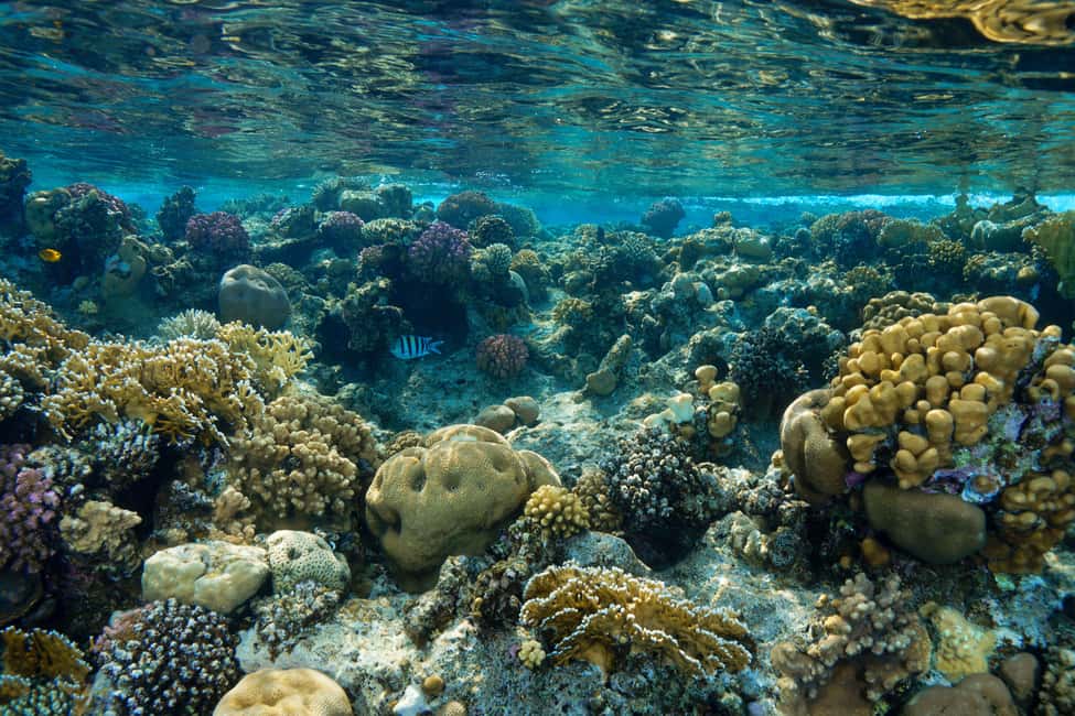 Marsa Alam: Snorkeling with Sea Turtles Marsa Mubarak - Who This Tour Suits Best (and Who Should Adjust Expectations)