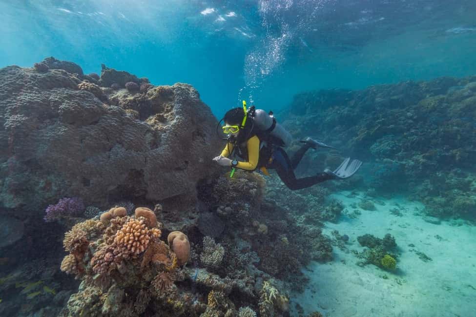 Marsa Alam: Snorkeling with Sea Turtles Marsa Mubarak - Price and Logistics: The Real Value of $68 for Marsa Mubarak