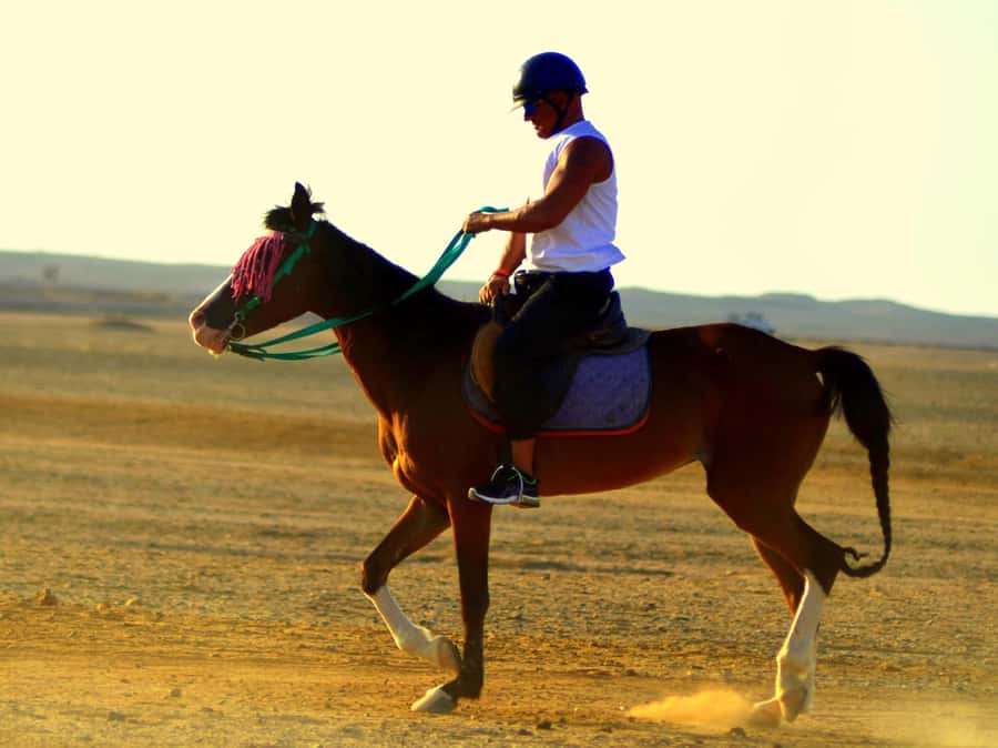 Marsa Alam: Sunrise Horseback with Breakfast - From safety briefing to saddle time: how the first 15 minutes works