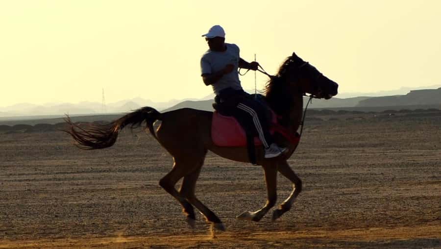 Marsa Alam: Sunset Horseback with Dinner, Show & Stargazing - Bedouin dinner + live show: the camp part you should actually plan for