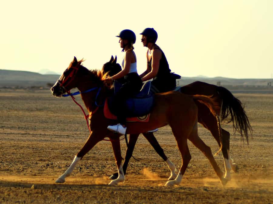 Marsa Alam: Sunset Horseback with Dinner, Show & Stargazing - Pick your option: 2 hours, VIP swim, or dinner + show + stars