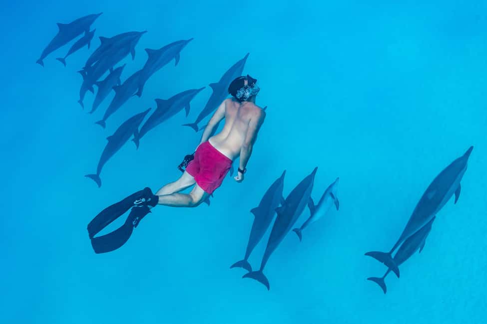 Marsa Alam:Sataya Reefs Dolphin Snorkeling Cruise with Lunch - Two guided snorkeling sessions: how the day usually flows
