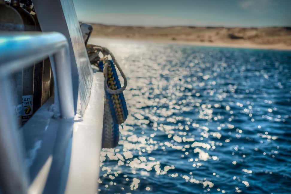 Marsa Alam:Sataya Reefs Dolphin Snorkeling Cruise with Lunch - Sataya Reef (Dolphin House): what dolphin time is like