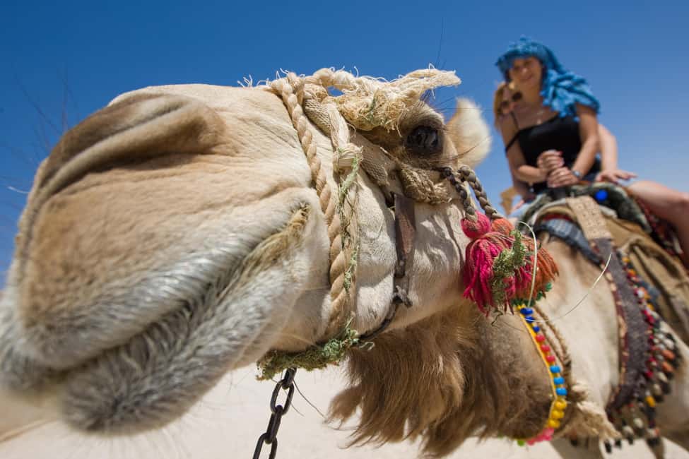 Sharm El-Sheikh: Camel Riding, Stargazing, BBQ Dinner & Show - Key things that make this tour worth your time