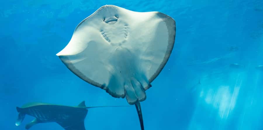 Sharm El Sheikh: Glass Bottom Boat Tour & Private Transfer - Key points before you go