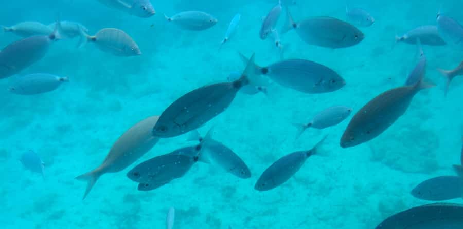 Sharm El Sheikh: Glass Bottom Boat Tour & Private Transfer - How the Naama Bay route sets you up for great reef viewing